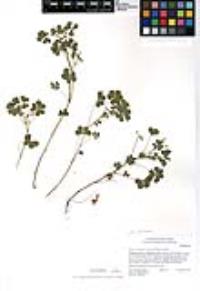 Oxalis albicans subsp. pilosa image