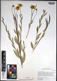 Dendromecon rigida image