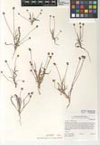 Plantago ovata image