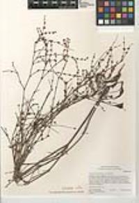 Eriogonum gracile var. incultum image