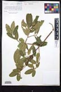 Frangula californica image