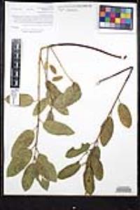 Frangula californica image