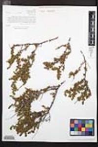 Adenostoma fasciculatum image