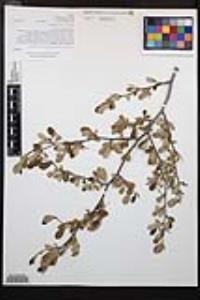 Cercocarpus montanus image