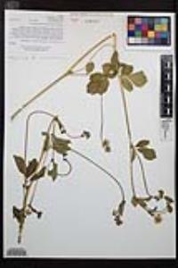 Drymocallis glandulosa var. reflexa image