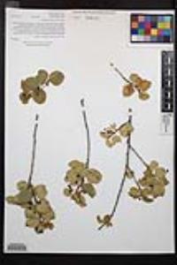 Prunus ilicifolia subsp. ilicifolia image