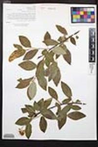 Prunus virginiana var. demissa image