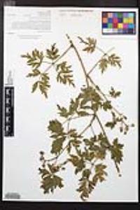 Rubus laciniatus image