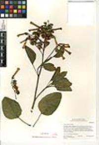 Nicotiana glauca image