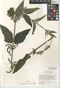 Urtica gracilis subsp. holosericea image