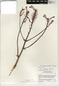 Aloe maculata image