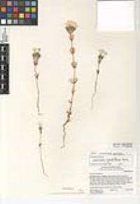 Leptosiphon grandiflorus image