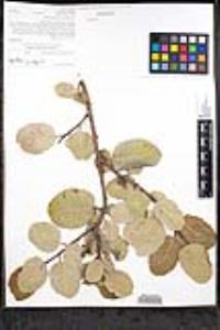 Rhus integrifolia image