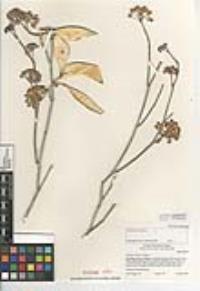 Asclepias albicans image