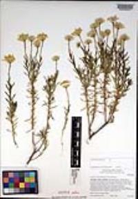 Ericameria linearifolia image