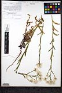 Pseudognaphalium californicum image