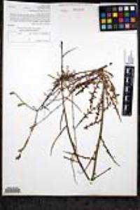 Stephanomeria diegensis image