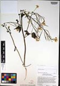 Cardamine californica image