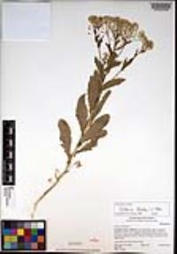 Lepidium draba image