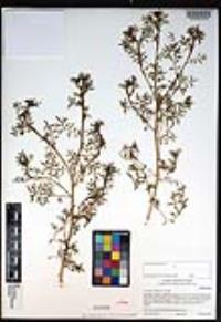 Lepidium didymum image