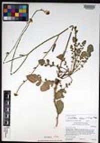 Hirschfeldia incana image