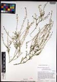 Lepidium densiflorum image