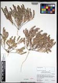 Lepidium lasiocarpum image