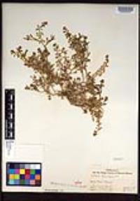 Lepidium lasiocarpum image