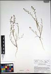 Lepidium nitidum image