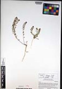 Lepidium oblongum image