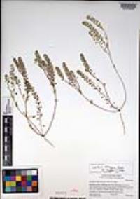 Lepidium oblongum image