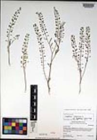 Lepidium virginicum subsp. menziesii image