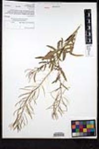 Sisymbrium irio image