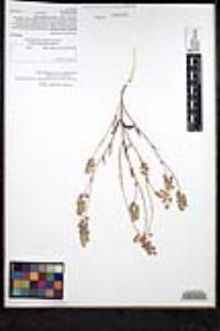 Thysanocarpus curvipes subsp. eradiatus image