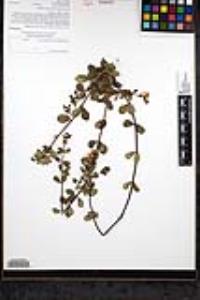 Lonicera subspicata image