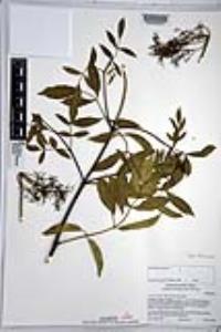 Sambucus nigra image