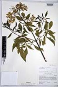 Sambucus cerulea image