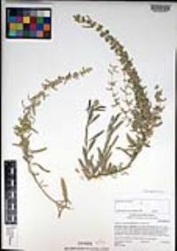 Atriplex canescens var. canescens image