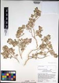 Atriplex hymenelytra image