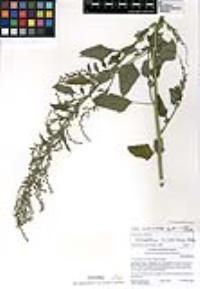 Chenopodium album var. missouriense image