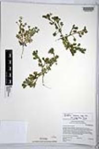 Nemophila menziesii var. integrifolia image
