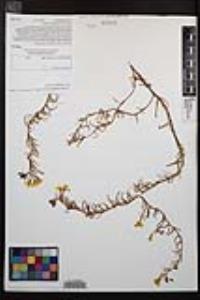 Camissoniopsis bistorta image