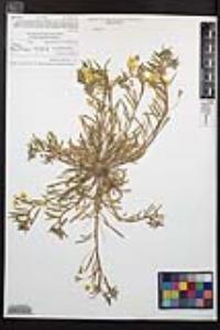 Camissoniopsis bistorta image