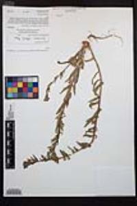 Camissoniopsis robusta image