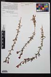 Epilobium canum image