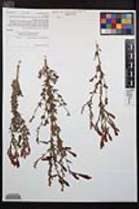 Epilobium canum image