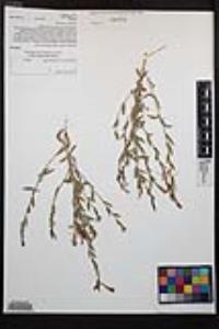 Epilobium canum image