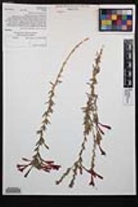 Epilobium canum image