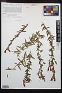 Epilobium canum image