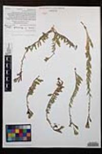 Oenothera xenogaura image